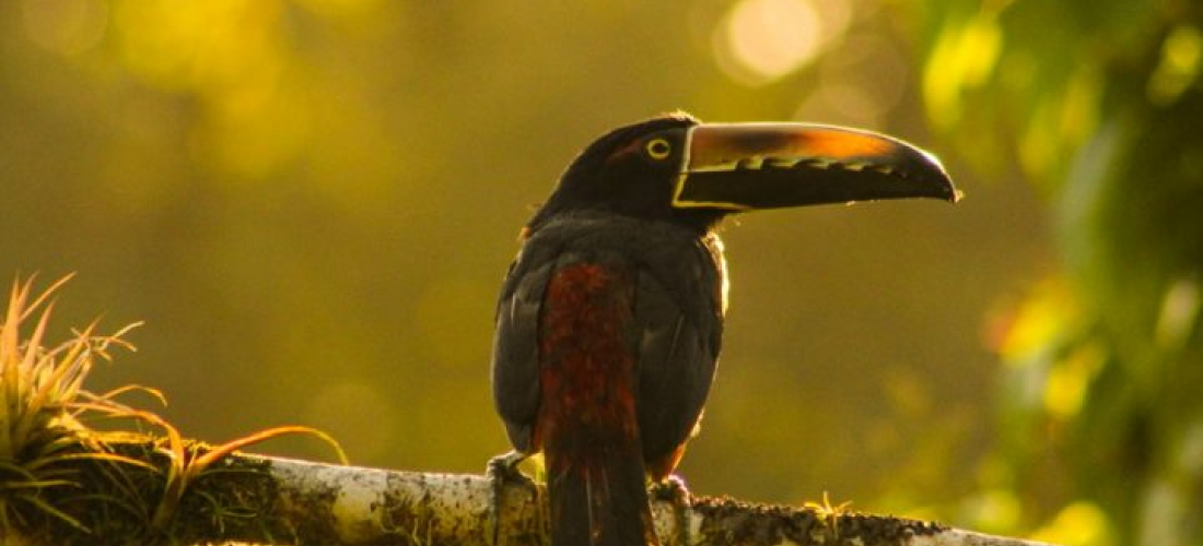 Ave Costa Rica